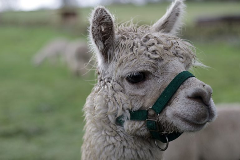 Mayfield Alpacas Animal Park Sheffield Prettygreentea